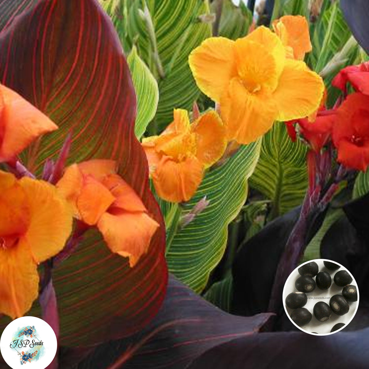 30 Toucan Dark Orange CANNA LILY Indian Shot Canna Indica Flower Seeds Cannaceae (Asia Flower)