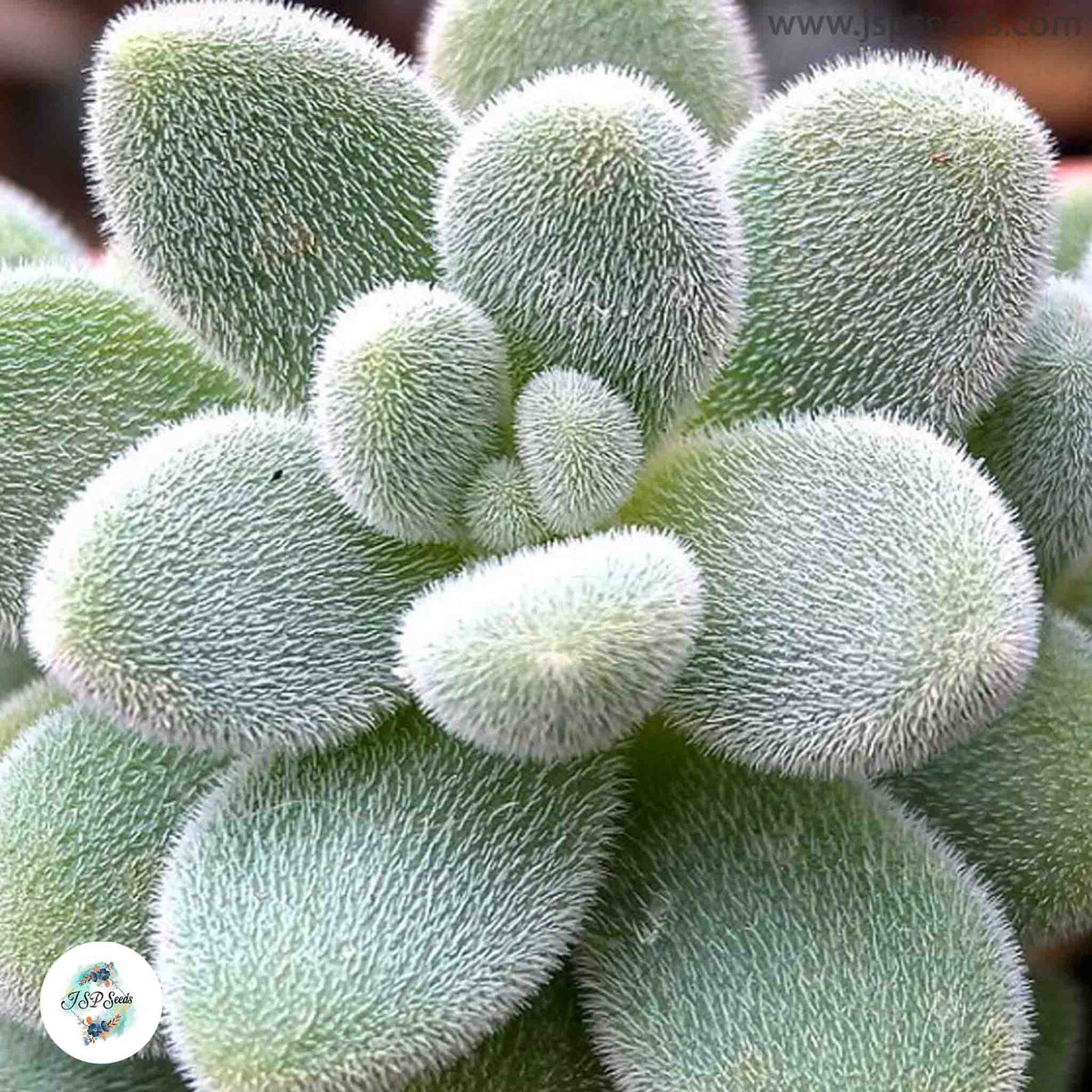 Sedum mocinianum / 40 seeds