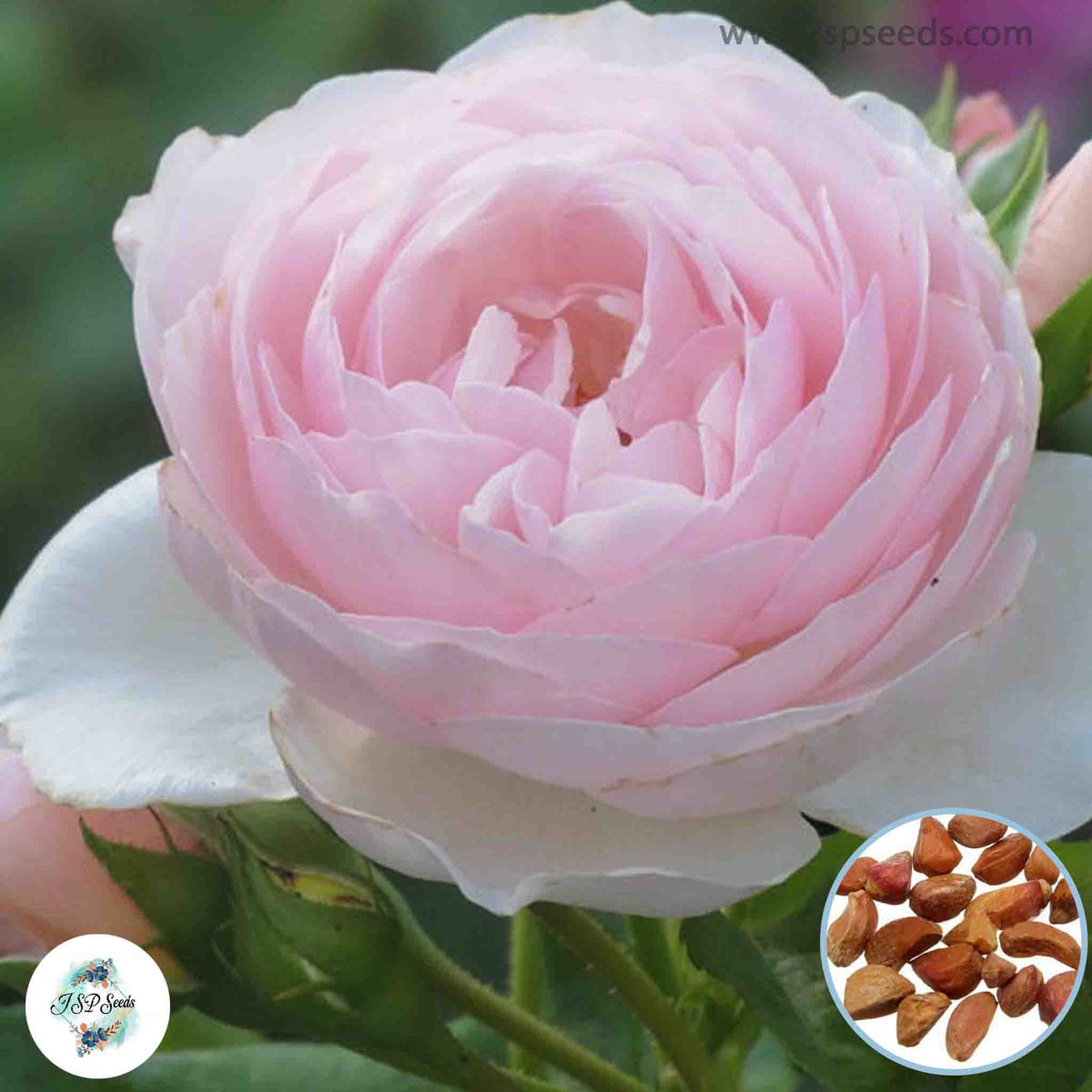 50 Heirloom Queen of Sweden English Rose flower Bonsai Garden Seeds