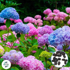 20 Mixed Hydrangea Seeds Perennial Hardy Flowers Seed Shrub