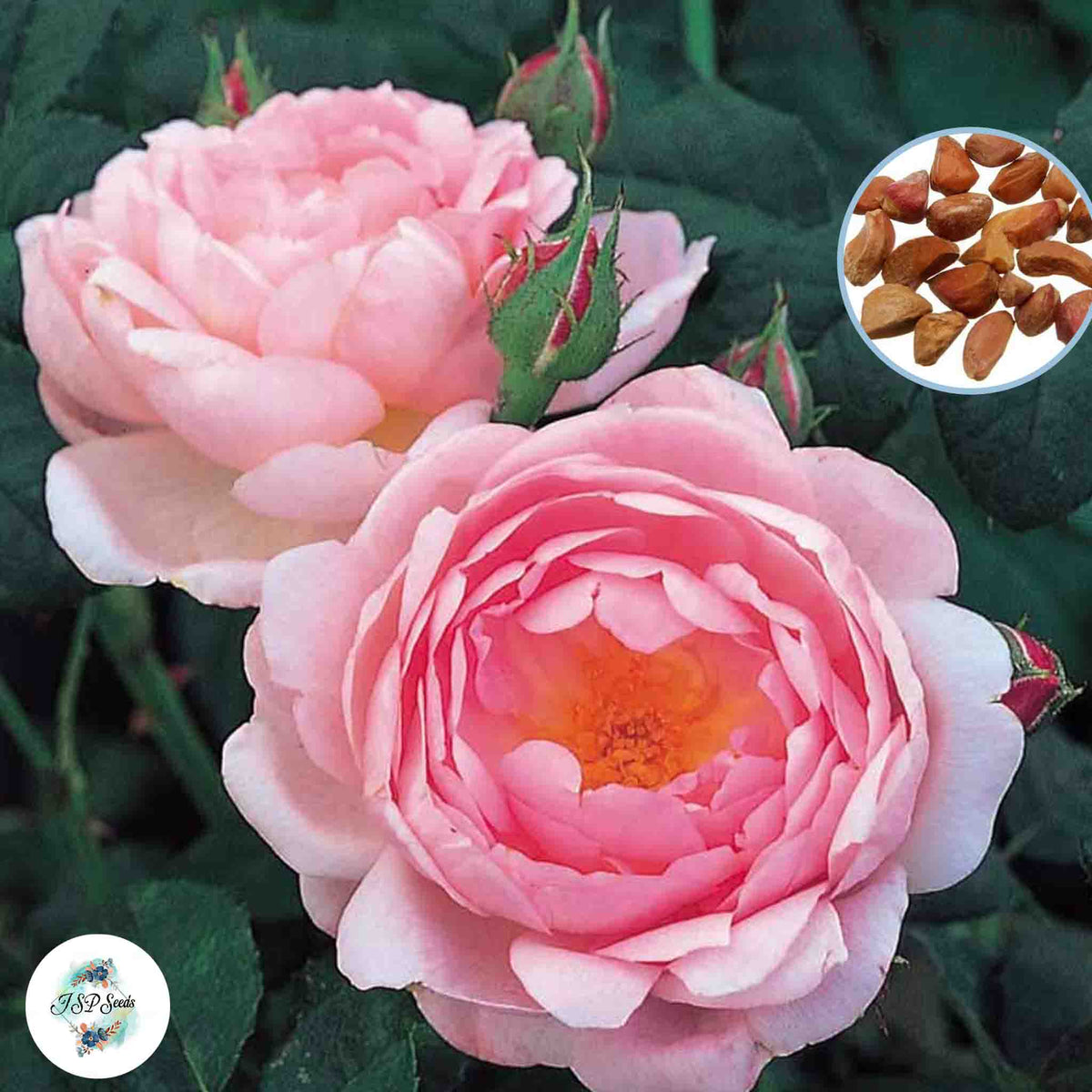 50 Heirloom Scepter'd Isle English Rose flower Bonsai Garden Seeds