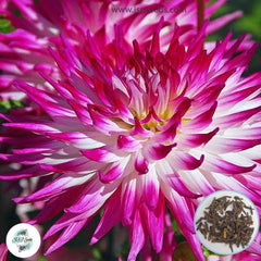 50 Dutch Explosion Dahlia Seeds (Flower Garden Potted Plants)