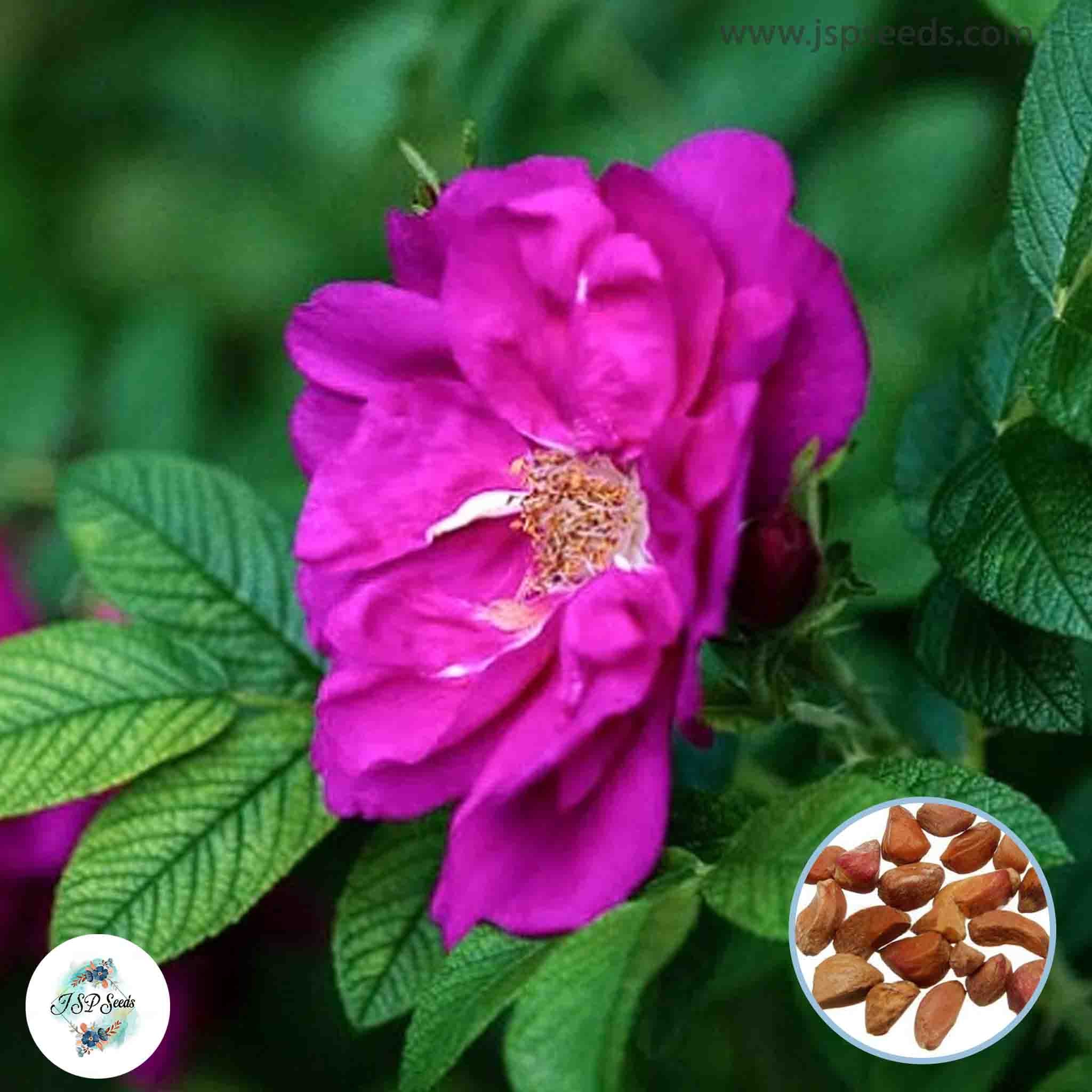 Ruga Rosa 100 Purple Japanese Rose Ruga Rugosa Fragrant flower Bonsai Seeds ...