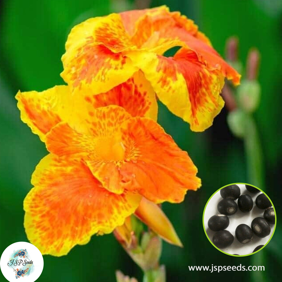 30 Orange Punch CANNA LILY Indian Shot Canna Indica Flower Seeds Cannaceae (Asia Flower)