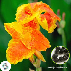 30 Orange Punch CANNA LILY Indian Shot Canna Indica Flower Seeds Cannaceae (Asia Flower)