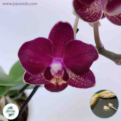 50 Crimson Phalaenopsis Bonsai Perennial Flowering Plants Orchid Potted Charming Flower Garden Seeds