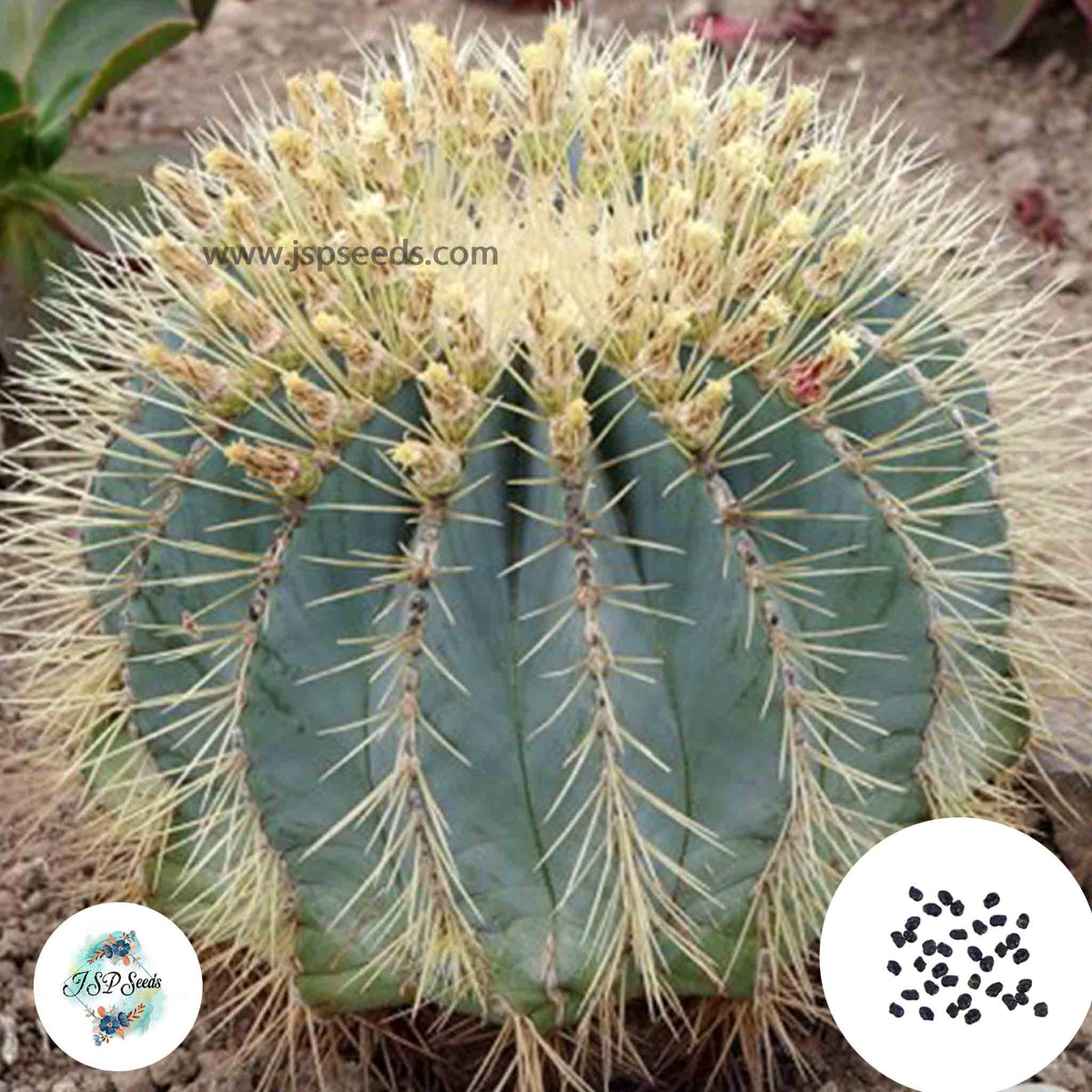 40 Seeds Ferocactus glaucescens Cactus Succulent seeds