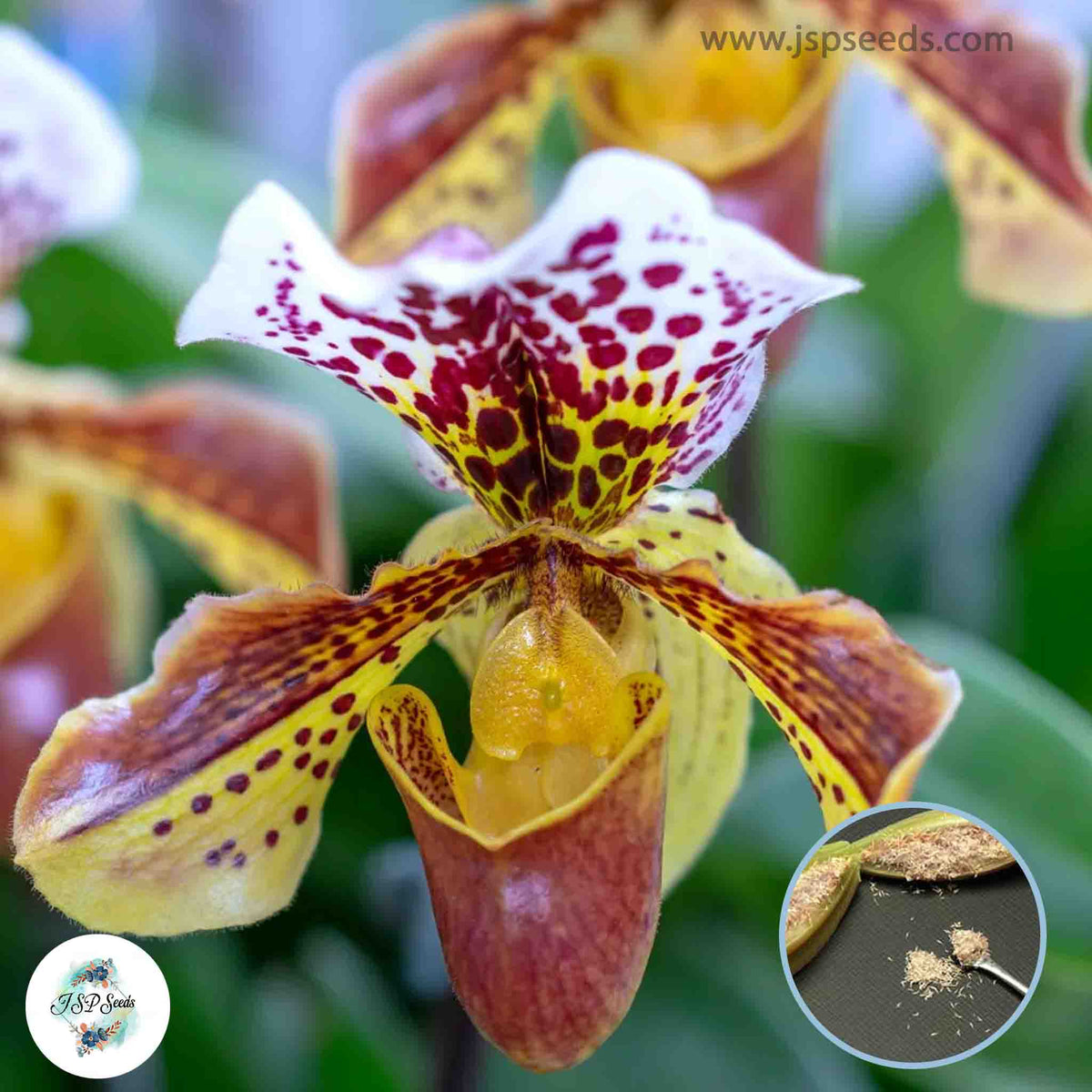 50 Paphiopedilum Orchids) Lady Slipper Orchid flower Seeds (Flower Garden Potted Plants)