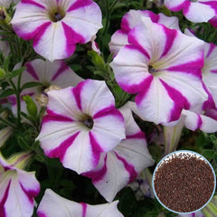 1000 ColourWorks Petunia Seeds Grandiflora, Multiflora, Milliflora Perennial Flowers Annual Seeds (Flower)