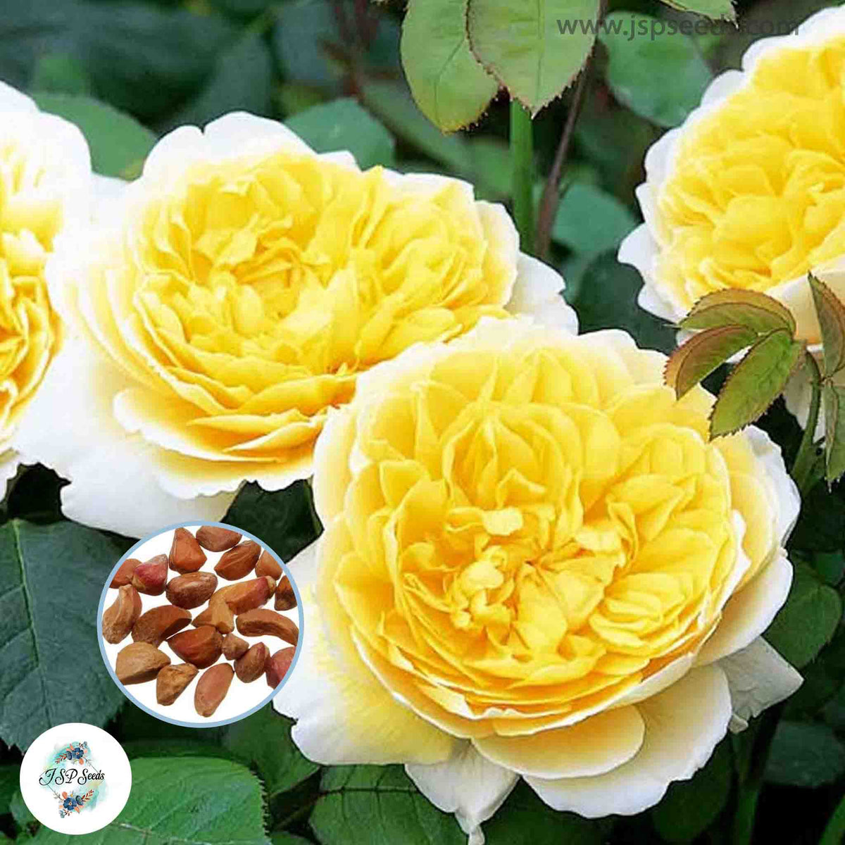 50 Heirloom Charlotte English Rose flower Bonsai Garden Seeds