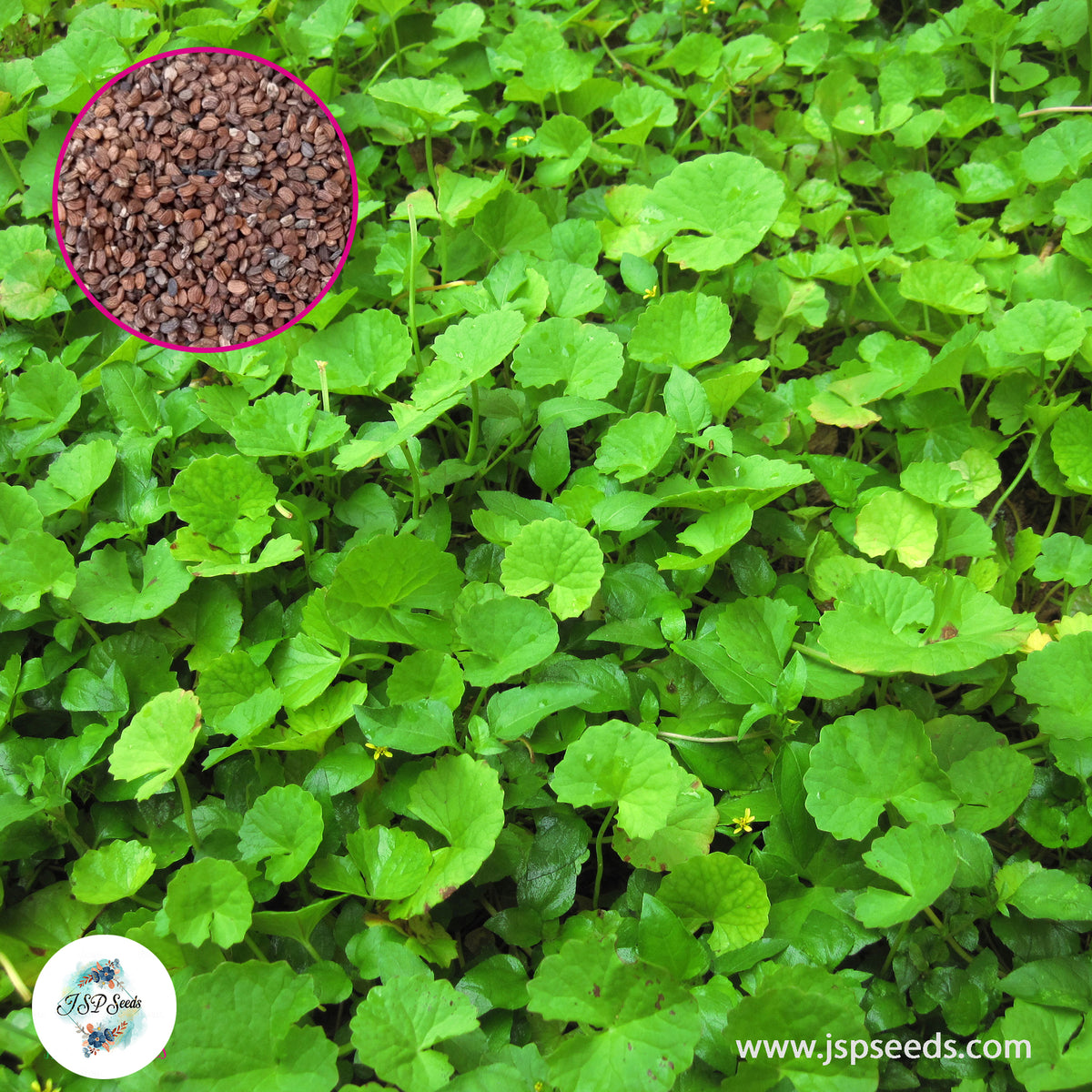 500 Pennywort Seeds, Gotu Kola , Centella asiatica, Rau Ma Seeds (Asia Vegetable)