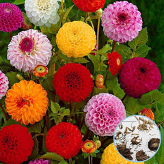 100 Zinnia Mixed Pretty Pastel Colors Flower Plant Potted Home Garden Seeds