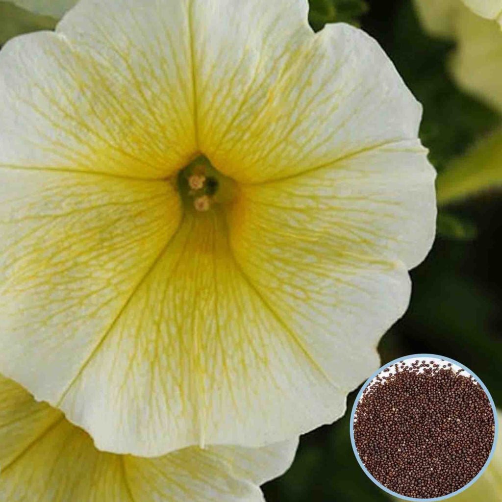 1000 Easy Wave Yellow Petunia Seeds Grandiflora | important medicinal ...