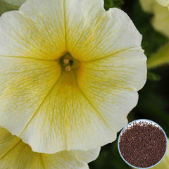 1000 Easy Wave Yellow Petunia Seeds Grandiflora, Multiflora, Milliflora Perennial Flowers Annual Seeds (Flower)