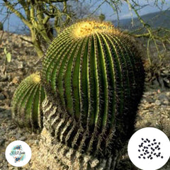 40 Seeds Echinocactus visnaga Cactus Succulent seeds