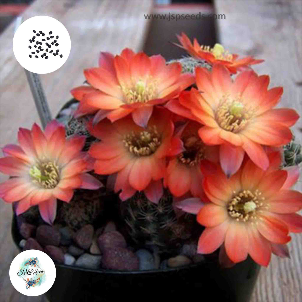 40 Seeds Mediolobivia orurensis Cactus Succulent seeds