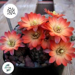 40 Seeds Mediolobivia orurensis Cactus Succulent seeds