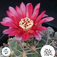 40 Seeds Gymnocalycium catamarcense var Cactus Succulent seeds