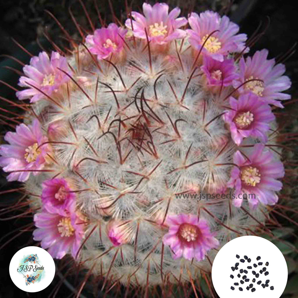 40 Seeds Mammillaria bombycina Cactus Succulent seeds