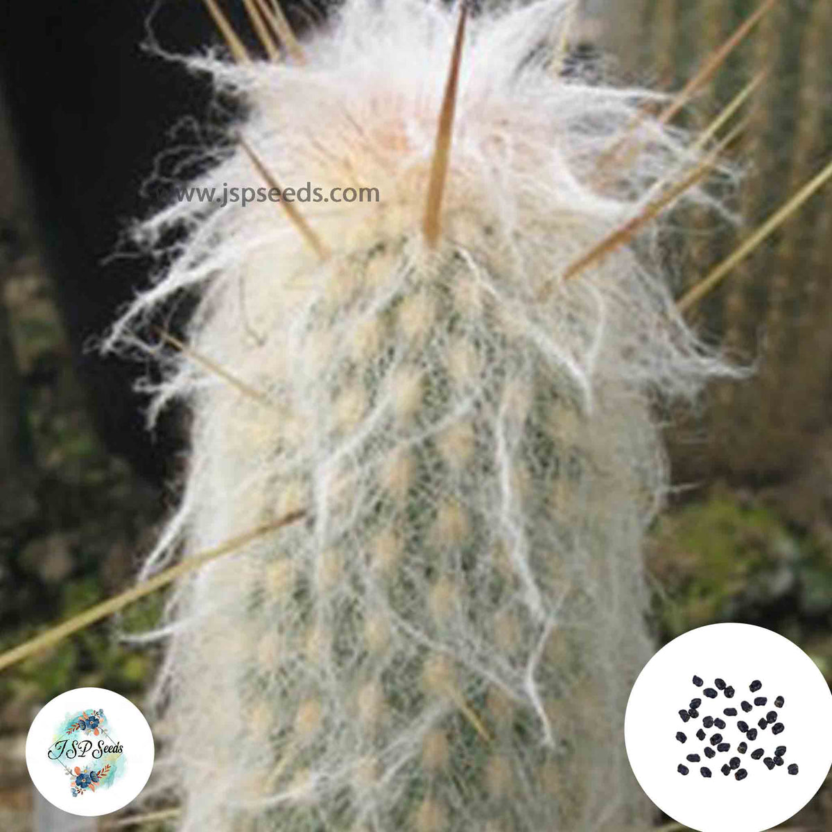 40 Seeds Espostoa baumannii Cactus Succulent seeds