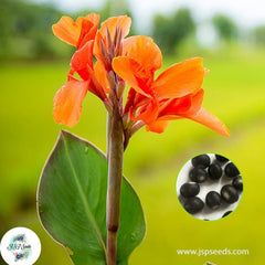 30 Orange Beauty CANNA LILY Indian Shot Canna Indica Flower Seeds Cannaceae (Asia Flower)