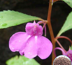 100 Pink Impatiens Balsamina Balsam Camelia Flower Wildflower Seeds Touch Me Not