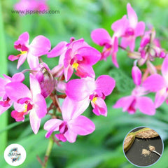 50 Pink Miltonia Orchid flower Seeds (Flower Garden Potted Plants)Thailand Orchids