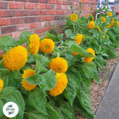 50 Teddy Bear Sunflower Seeds (Flower Plants)