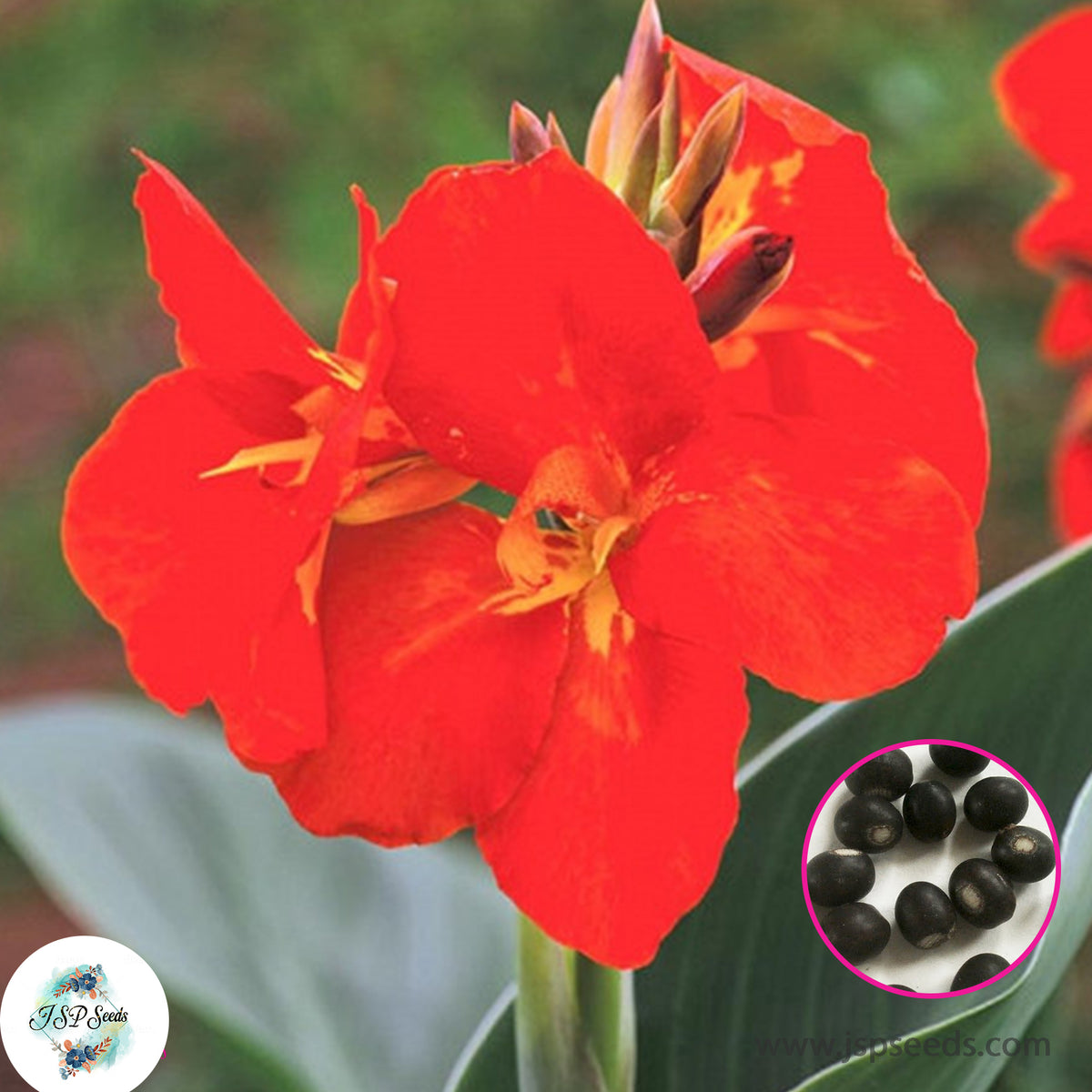 30 South Pacific Scarlet CANNA LILY Indian Shot Canna Indica Flower Seeds Cannaceae (Asia Flower)