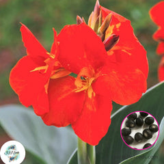 30 South Pacific Scarlet CANNA LILY Indian Shot Canna Indica Flower Seeds Cannaceae (Asia Flower)