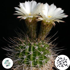 40 Seeds Acanthocalycium peitscherianum Cactus Succulent seeds