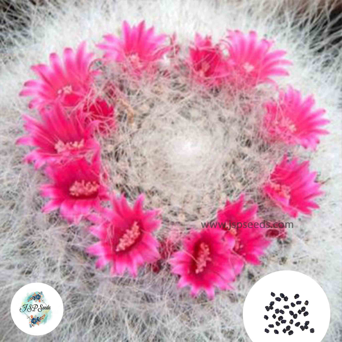 40 Seeds Mammillaria hahniana Cactus Succulent seeds