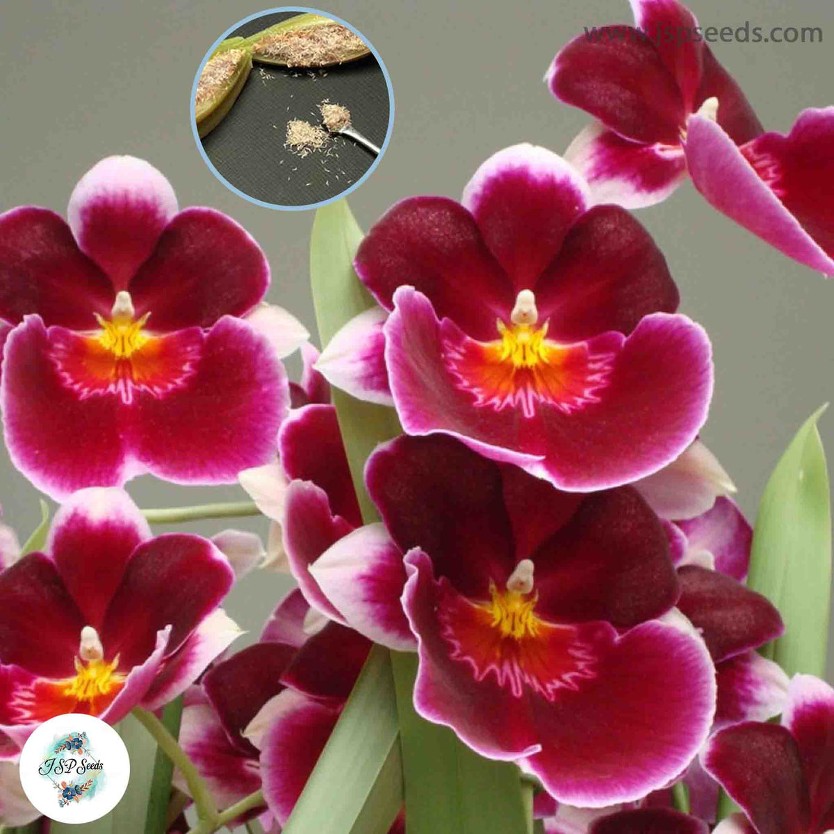 50 Red Miltonia Orchid flower Seeds (Flower Garden Potted Plants)Thailand Orchids