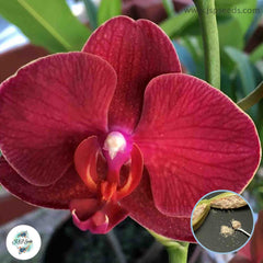 50 Red Phalaenopsis Orchid flower Seeds (Flower Garden Potted Plants)Thailand Orchids