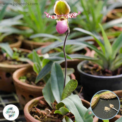 50 Paphiopedilum Orchids) Lady Slipper Orchid flower Seeds (Flower Garden Potted Plants)