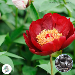 20 Chocolate Soldier Peony Paeoniaceae Paeonia suffruticosa Tree Flower Plant Seeds (Lucky Flower) Seeds (Flower Garden Potted Plants)