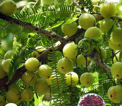 100 Phyllanthus emblica gooseberry amla  emblic myrobalan, Indian gooseberry, Malacca Seeds