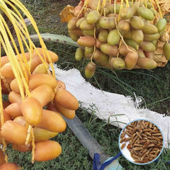 12 Um Ed Dahan Date Palm Seeds Phoenix dactylifera (Arecaceae) Fruit Seeds (UAE Lab 126)