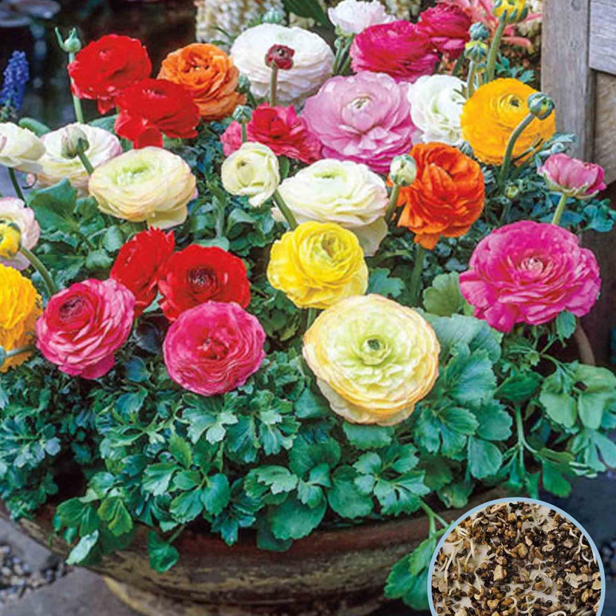 100 Ranunculus Asiaticus Flower Mixed Potted Home Garden Buttercup Planta Seeds