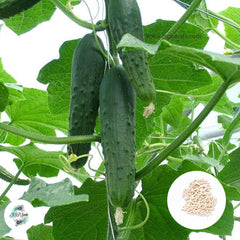 50 Cucumber Plant Natural Organic Vegetable Varieties Spring Germination Heirloom Seeds (Vegetable Potted Plants)