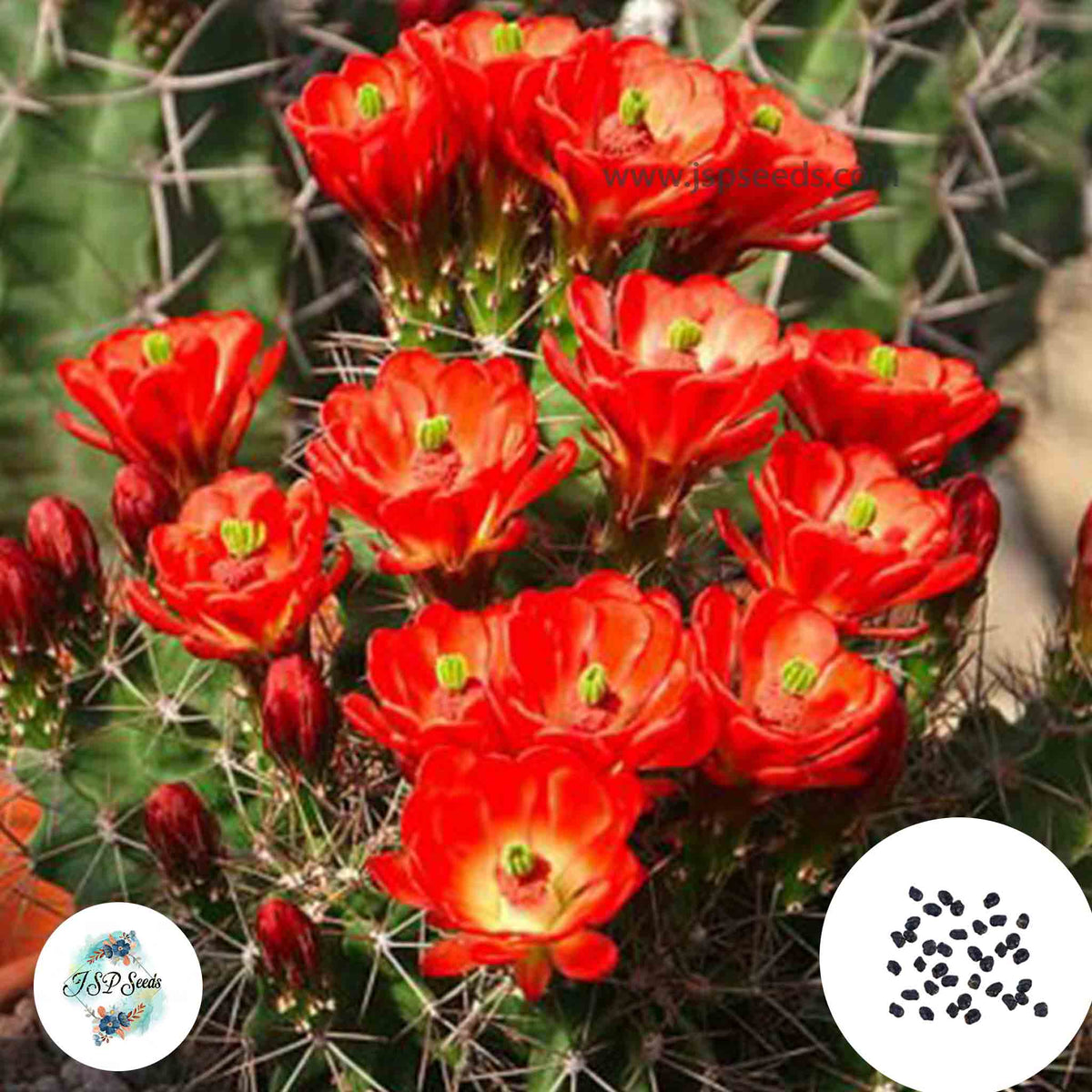 40 Seeds Echinocereus roemeri Cactus Succulent seeds