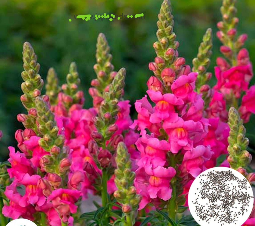 Snapdragon Colours 100 Snapdragon flower, assorted colors Mixed Snapdragon Seeds | Flower ...