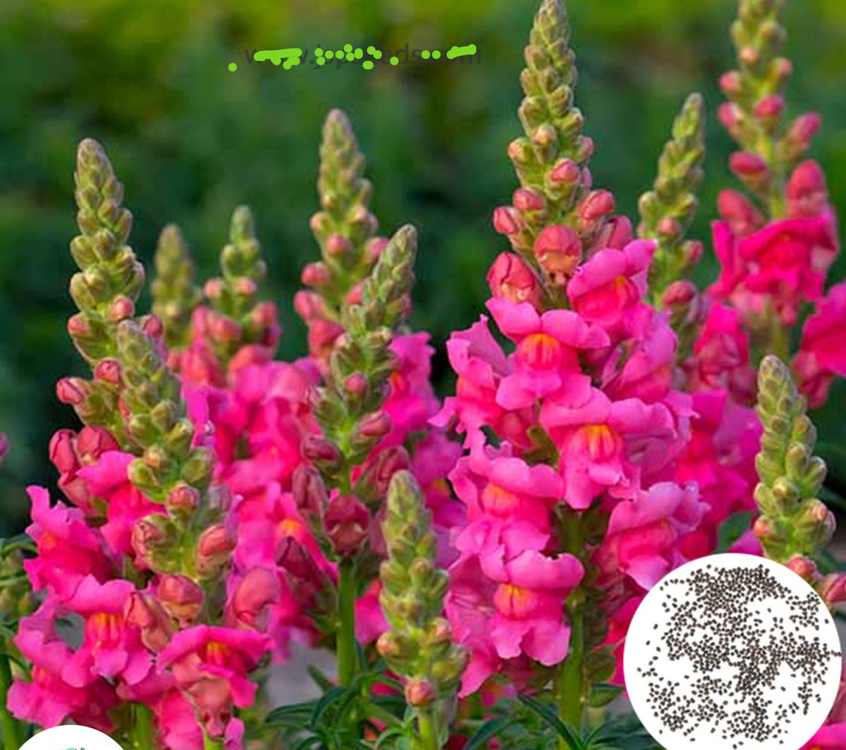 100 Snapdragon flower, assorted colors Mixed Snapdragon Seeds (Flower Plants)