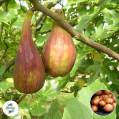 30 Lounge d'Aout Ficus Carica Seeds Fig Seeds Tropical Bonsai Rare Fruit Seeds