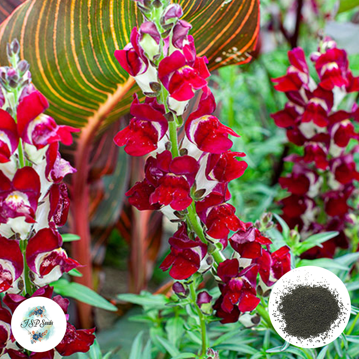 300 Night and Day Snapdragons (Antirrhinum majus) Seeds (Flower Garden Plants)