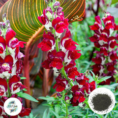 300 Night and Day Snapdragons (Antirrhinum majus) Seeds (Flower Garden Plants)