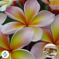 20 Thai Plow Chompoo Plumeria (Frangipani) Seeds Fresh Flower New Seeds