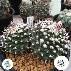 40 Seeds Turbinicarpus panarottoii Cactus Succulent seeds