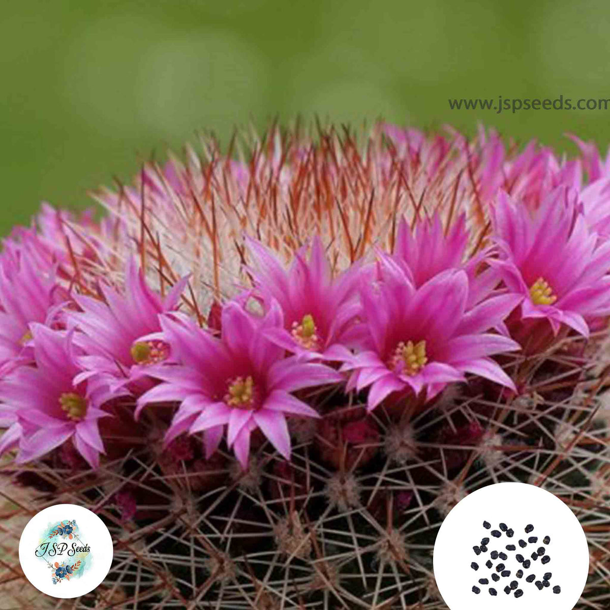 40 Seeds Mammillaria gasterantha Cactus Succulent seeds