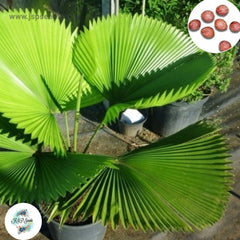 20 Licuala grandis Seeds Ruffled Fan Palm Thailand Vanuatu Fan Palm, Palas Palm Seeds